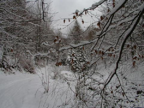 IMGP3221web