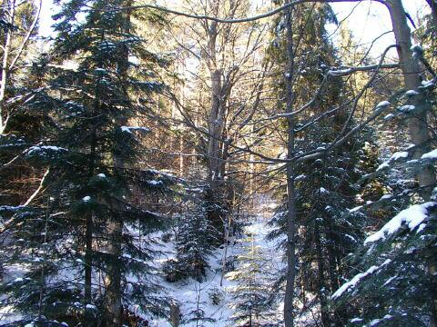 IMGP3112